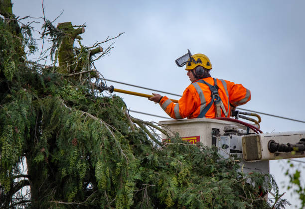 Best Tree Cabling and Bracing  in Loxley, AL