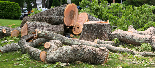 Best Utility Line Clearance  in Loxley, AL